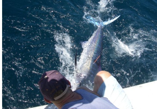 reef & game fishing charters terrigal central coast