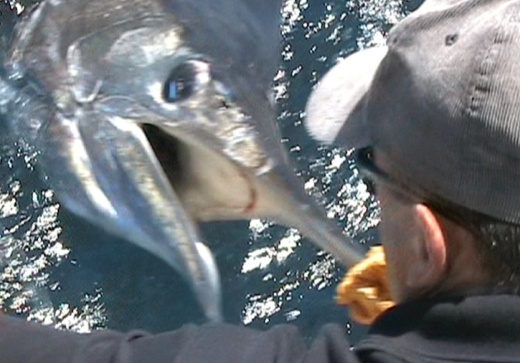 reef & game fishing charters terrigal central coast