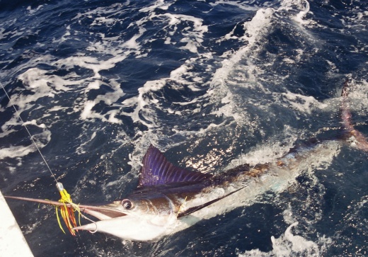 reef & game fishing charters terrigal central coast