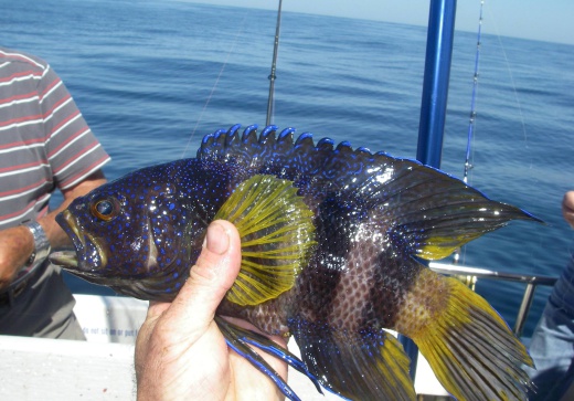 reef & game fishing charters terrigal central coast